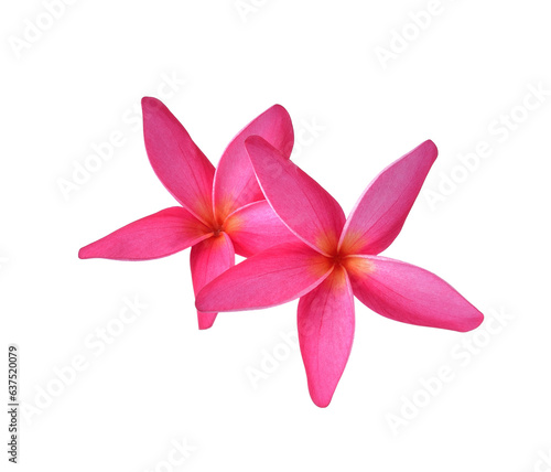 Tropical flowers frangipani (plumeria) transparent png