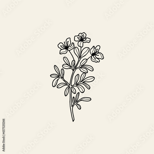 Hand drawn rue plant illustration