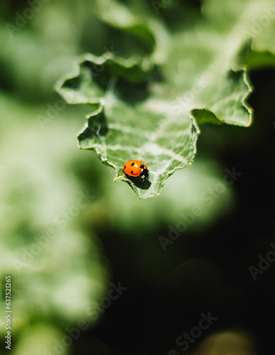 ladybug on leaf © Chantal