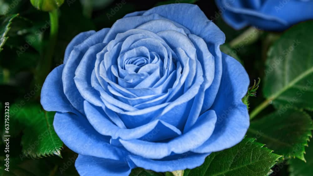 Blue Rose Plant Blooming Flower in Time Lapse on a Black Background