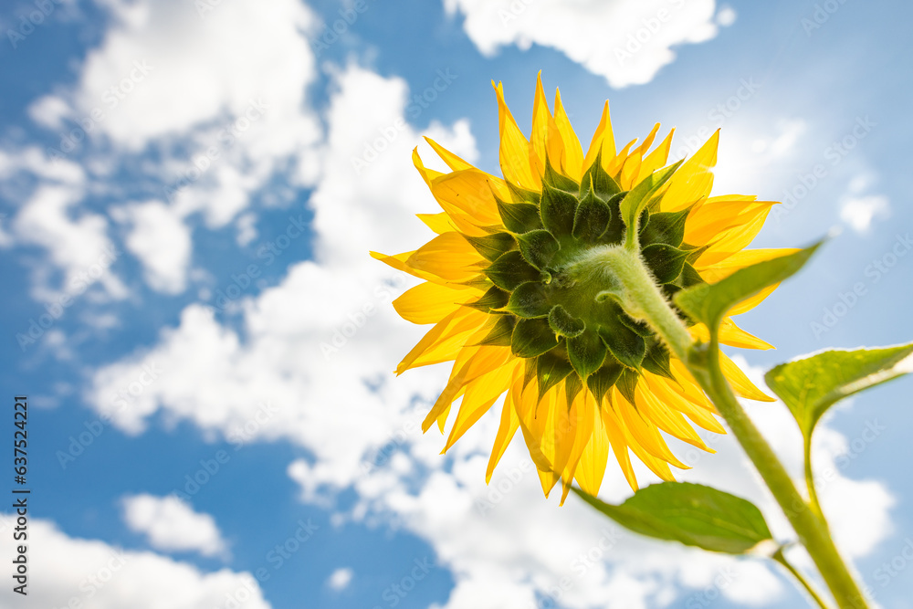 sunflower against sunny blue sky, sunflower cultivation concept sunflower against sunny blue sky, sunflower cultivation concept