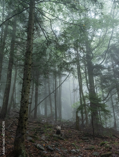 A small white dog in a gloomy foggy forest.An animal in a scary forest. Vertical frame.