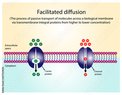 Facilitated Diffusion through a specific or non specific transporter protein. The passive movement of molecules along the concentration gradient. Passive Transport. Vector illustration.