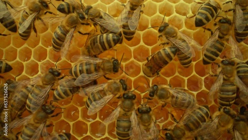 Extreme close-up video of honeycombs with active bees producing honey. Energetic bees making wholesome, nutritious food. Beekeeping concept. Apicultural sector. Nature. photo