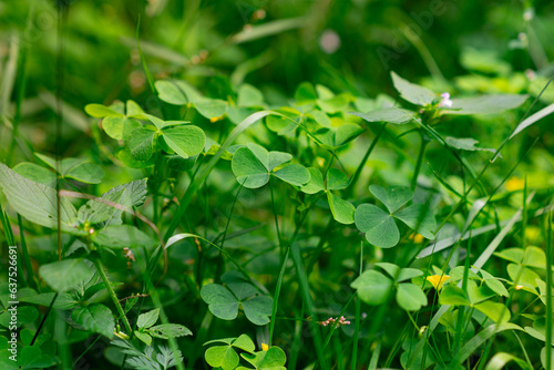 Clover and yellow and white flowers