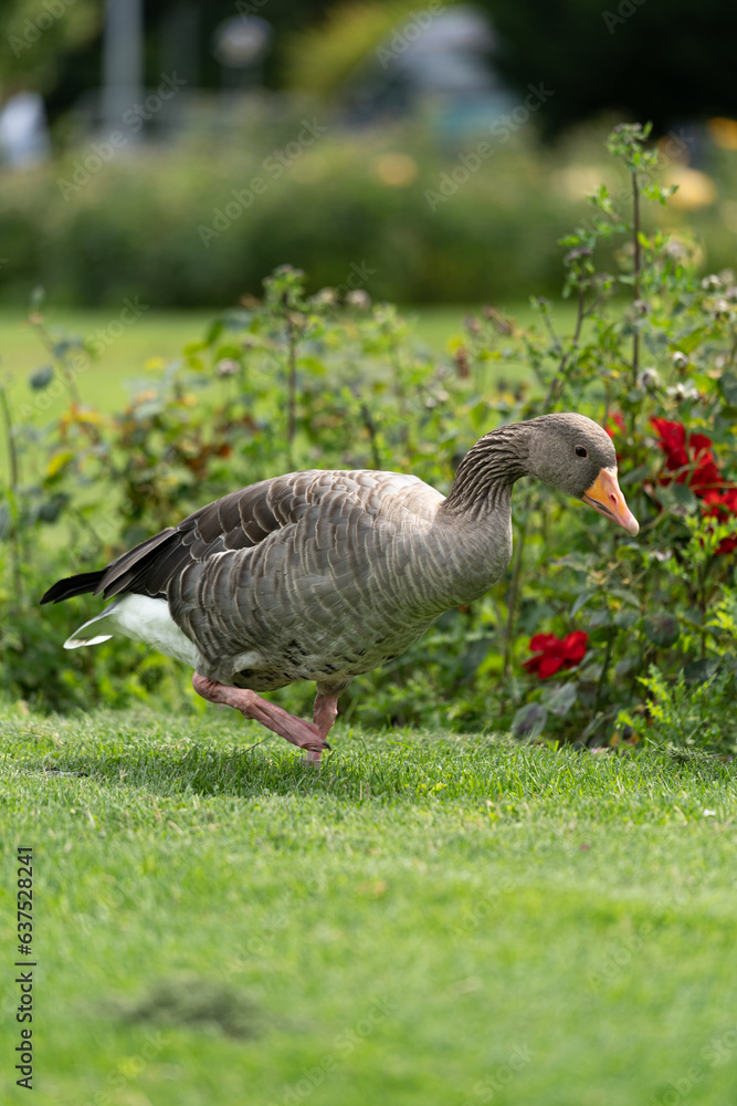goose living in freedom on top of a grass floor goose living in freedom on top of a grass floor