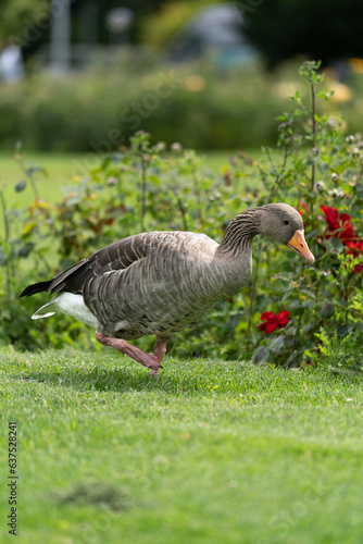 Принти на полотні goose living in freedom on top of a grass floor