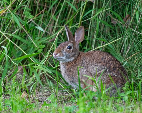 rabbit in the grass © Susan
