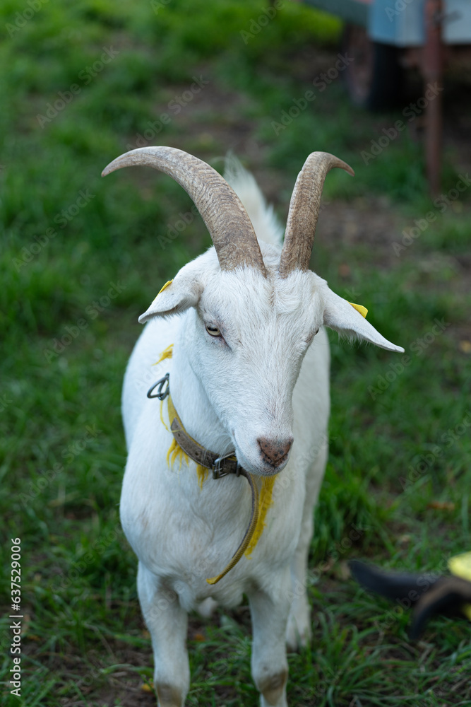 goat on organic farm in southern germany in a fresh green field during sunset goat on organic farm in southern germany in a fresh green field during sunset