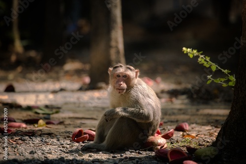 Portrait of a Macaque, macaque on a bright sunny day  photo