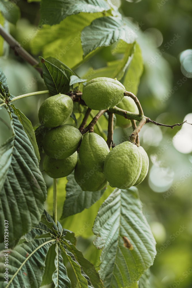 green walnuts hanging on the tree during daylight green walnuts hanging on the tree during daylight