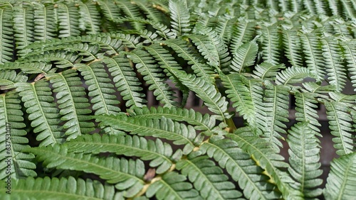 Pattern of a large leaf of the large fern Angiopteris evecta