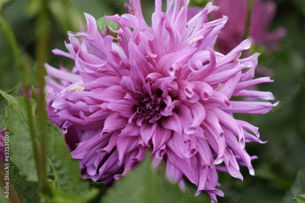 Dahlia Flower With Pink Or Purple Leaves With Green Background