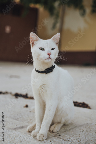 semi-feral cat in eastern andalucia living in a traditional farmhouse