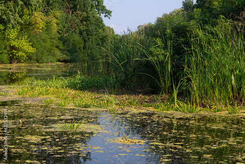Island on the pond. Green island. Forest Lake. Green island of nature. Pond in summer.