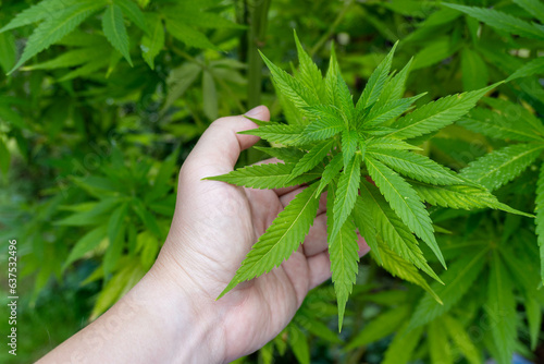 hand holding a green cannabis plant