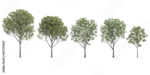 Set of photorealistic 3D rendering of Acacia,Eucalyptus trees with ground shadows, cutout with transparent background, great for digital composition and architecture visualization