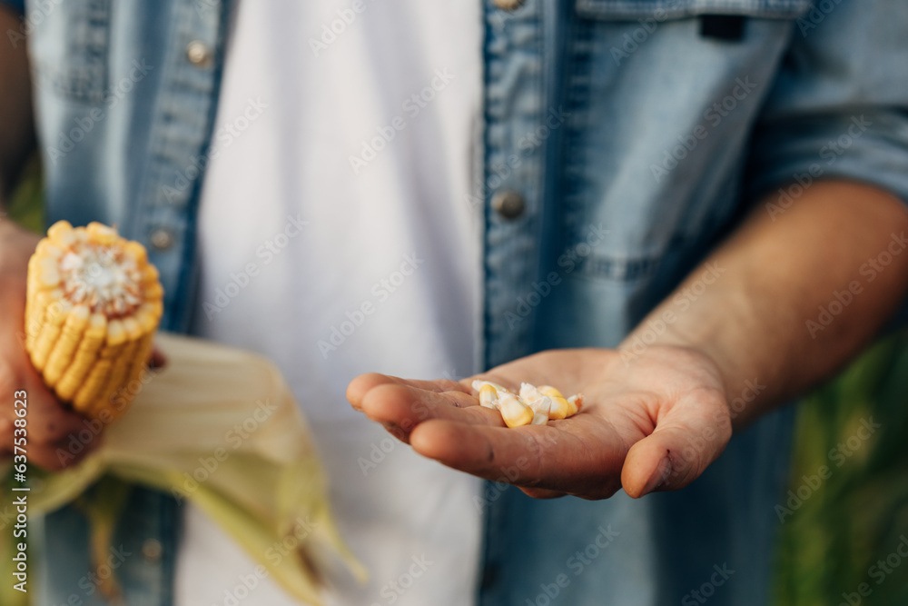 Closeup view of mans hands holding corn seeds.