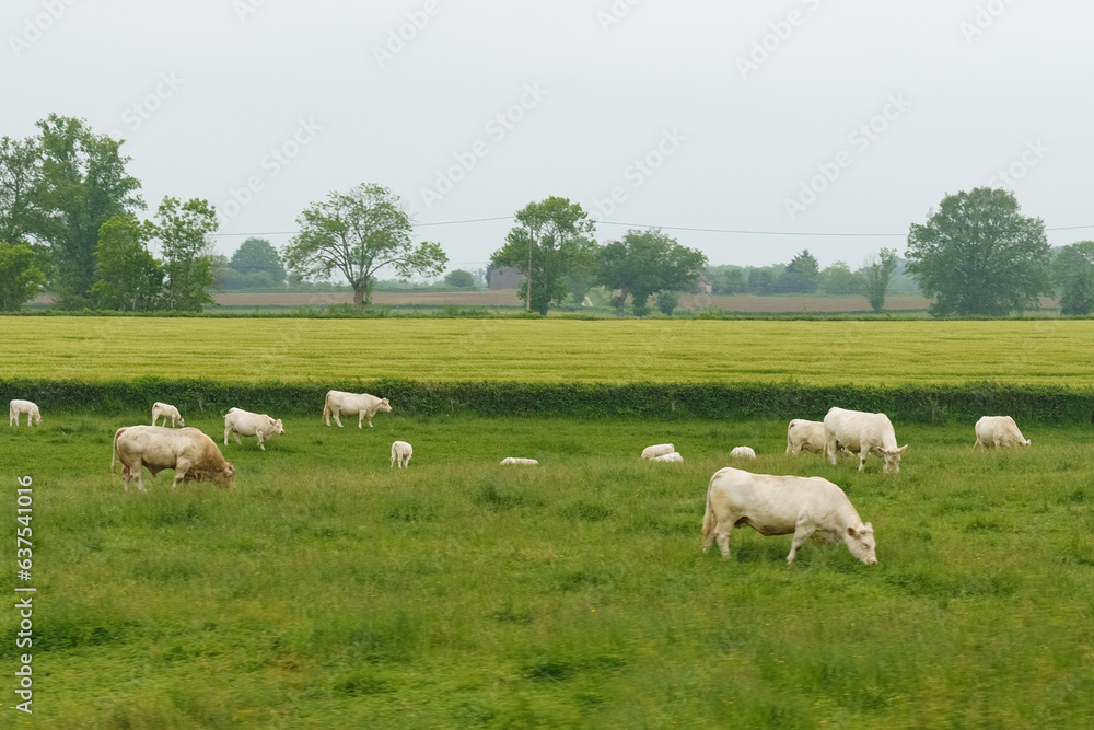 Cows of a light Aquitanian breed graze on a green meadow in spring. Cows of a light Aquitanian breed graze on a green meadow in spring.