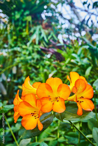 Vibrant orange flowers close up with hint of yellow in petals and green plants in background