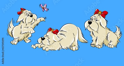 Canvas Print cute Lhasa Apso dog playing poses with butterfly