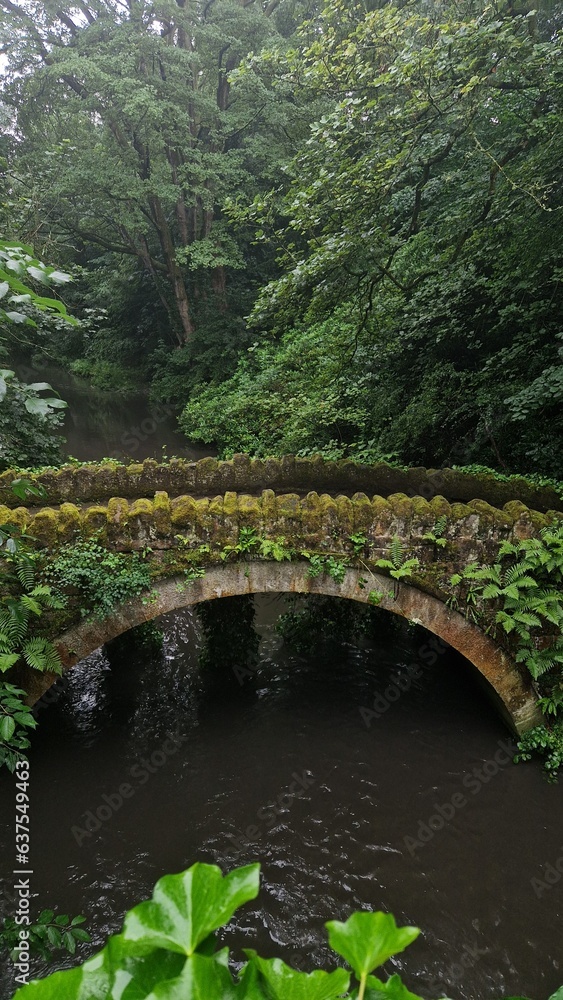 Bridge in the forest, Newcastle