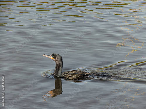 close up of a Neotropic Cormorant swimming on a large pond near southern chilean coastal wetland