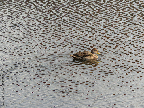 yellow billed pintail duck swimming on a large pond near southern chilean coastal wetland