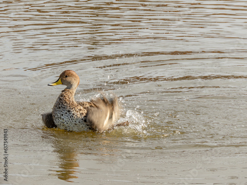 yellow billed pintail duck swimming on a large pond near southern chilean coastal wetland