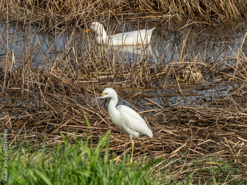 a great egret searching some food on river coastal wetlands between tall grass summer morning and a white duck swimming