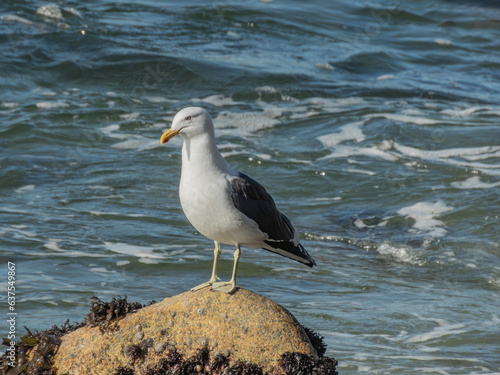 a seagull stranding on an ocean rock