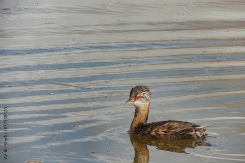 chilean white-tufted grebe swimming into the river wetlands on summer morning