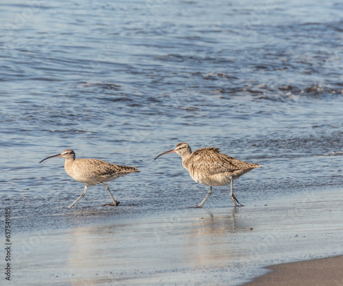 a pair of common whimbrels in southern chilean beach searching some food