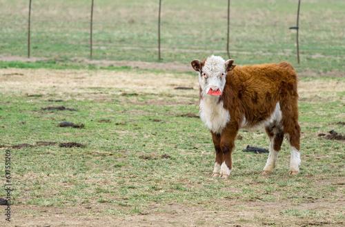 Bild auf Leinwand Brown and white Hereford calf in a field with a plastic weaning noseplate attach