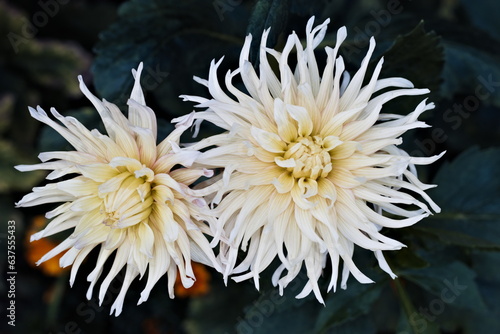 Beautiful dahlia flowers against the background of green leaves in the mysterious garden