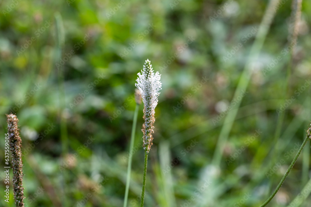 Habitat for insects, wildflowers and herbs in rural garden. Habitat for insects, wildflowers and herbs in rural garden.
