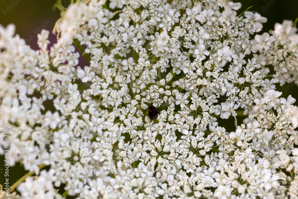 Habitat for insects, wildflowers and herbs in rural garden. Habitat for insects, wildflowers and herbs in rural garden.