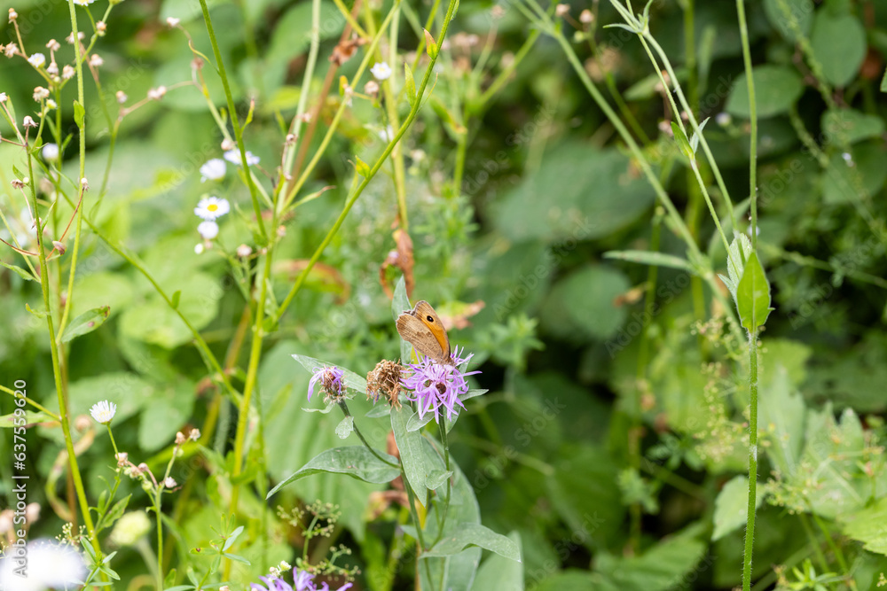 Habitat for insects, wildflowers and herbs in rural garden. Habitat for insects, wildflowers and herbs in rural garden.