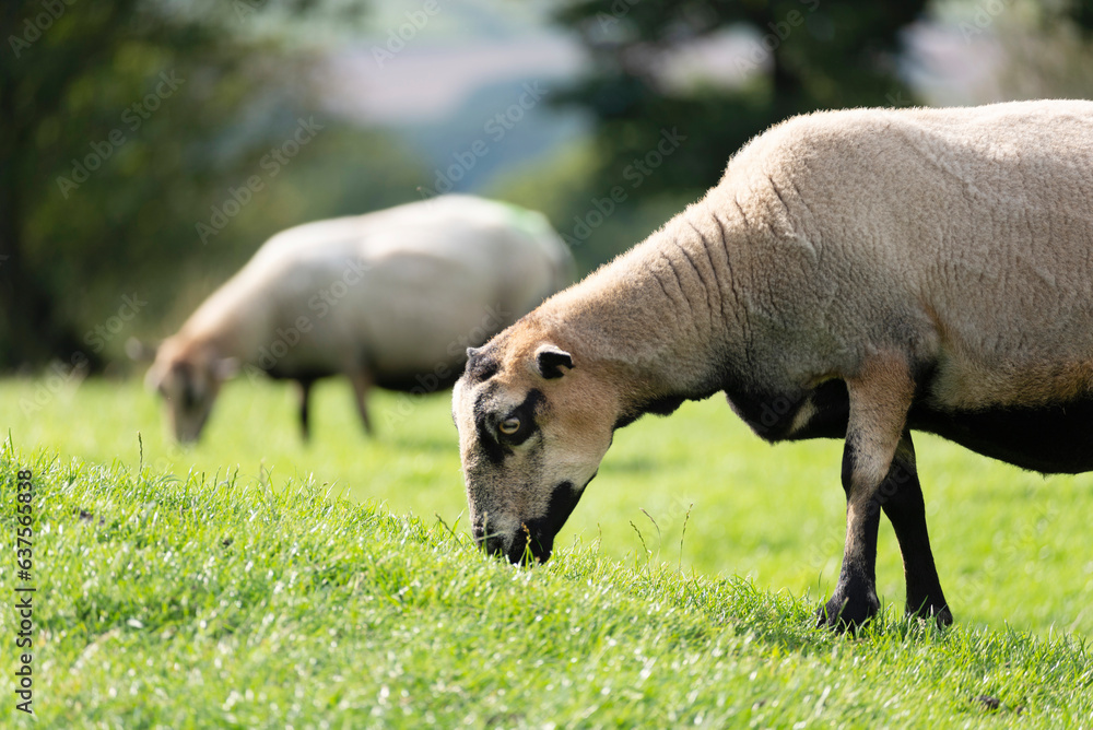 Obraz premium British Sheep grazing on green meadows,near the Malvern Hills,Herefordshire,England,United Kingdom.
