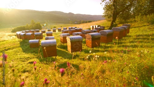 Lovely outdoor apiary with many beehives placed on green grass and active bees flying. Wooden hives placed on fresh air. Beekeeping concept. Apicultural field.