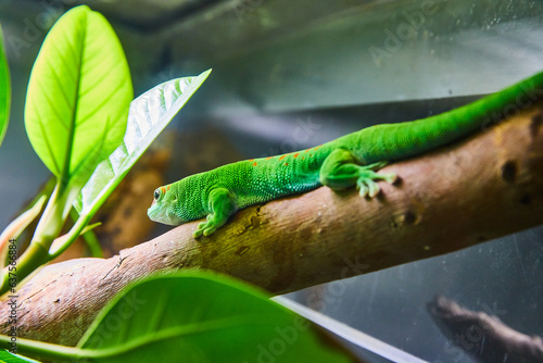 Canvas Print Cute green lizard with orange spots on back resting on log in terrarium