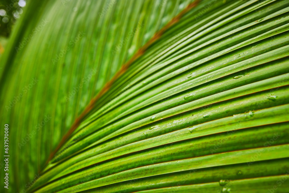 Macro view of dew drops on leafy fronds macro shot of one leaf with many blades Macro view of dew drops on leafy fronds macro shot of one leaf with many blades