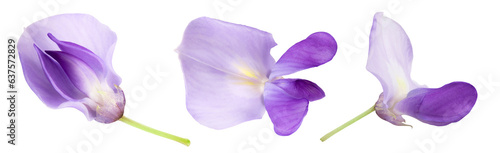 Wisteria flowers isolated on white background with full depth of field. Top view. Flat lay.
