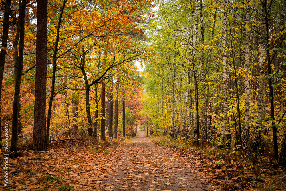 wide shot of path in autumn forest
