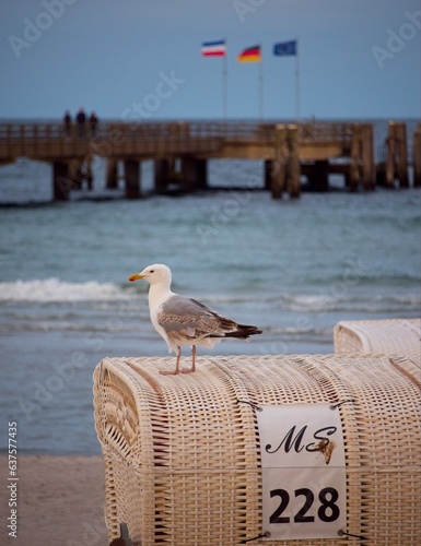 Seagull at beach.