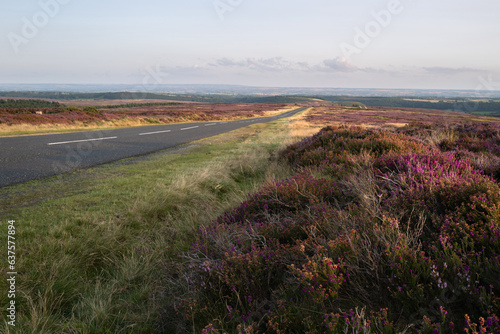 Yorkshire moors with heather in evening light.