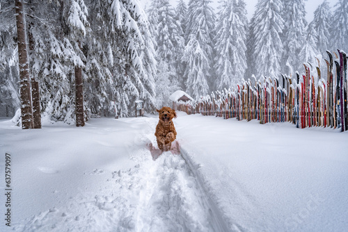 Fototapeta Naklejka Na Ścianę i Meble -  dog running joyfully in snow covered landscape and forest