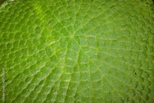 Fotótapéta Macro of large lily pad leaf with blocky cell patches visible