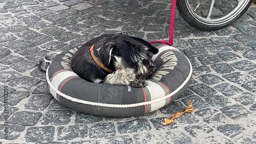 Ein Zwergschnautzer sitzt in seinem Bett und frisst ein Leckerli. photo