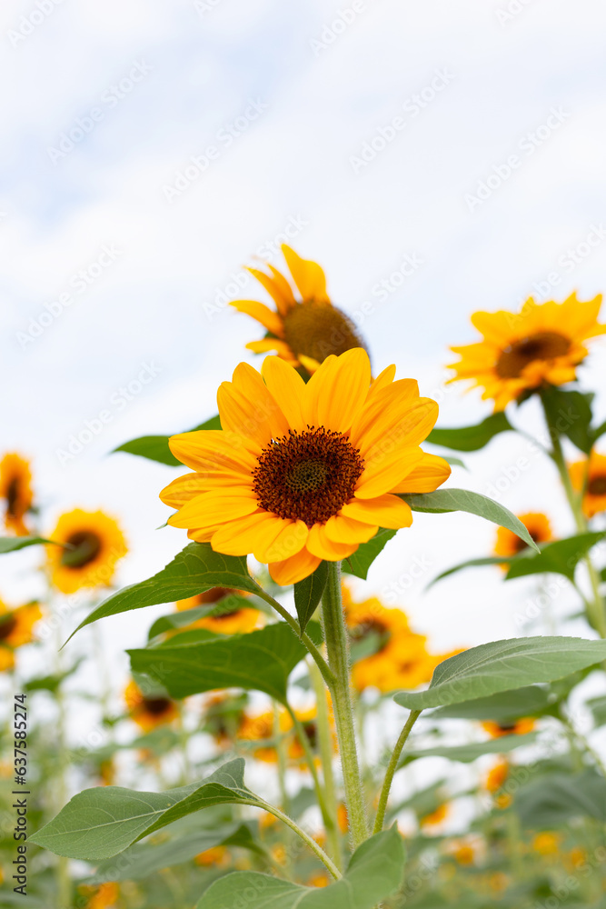 Obraz premium Sunflower field, Beautiful summer landscape.